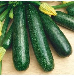 Zucchini