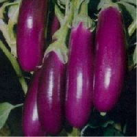 Brinjal Purple slender seeds