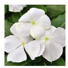 Vinca Dwarf White Seeds