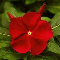 Vinca Red Cherry Dwarf Seeds