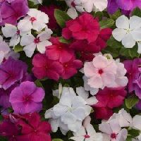 Vinca Rosea Dwarf Mixed Seeds