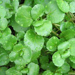 Watercress seeds