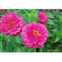 Zinnia Illumination Deep Rose Seeds