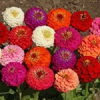 Zinnia Lilliput mix