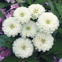 Zinnia Polar Bear White Seeds