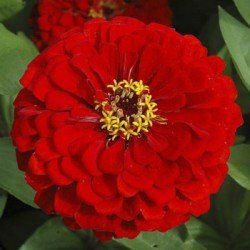 Zinnia Scarlet Flame Seeds