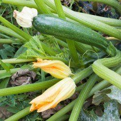 zucchini seeds