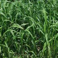sorghum sudan grass