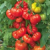 Tomato Vegetable Seedlings