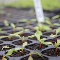 Vegetable Seedlings