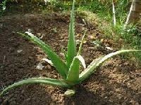 Aloe Vera Plant