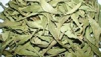 Stevia Dry Leaves