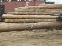 Eucalyptus Grandis Round Logs