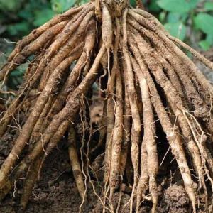 Shatavari Root