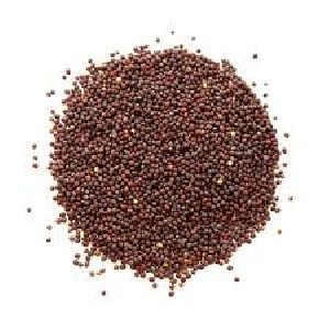 Mustard Seeds