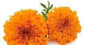 Marigold Extract