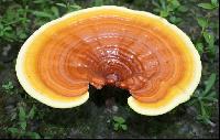 Ganoderma Mushroom