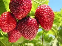 Strawberry Plants