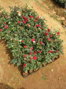 Rose Flower plants rootstock