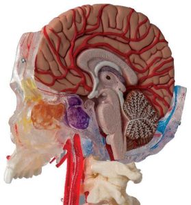 Human Skull With Brain Model