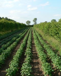 Agroforestry Services