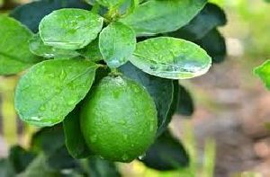 Tissue Culture Lemon Plant