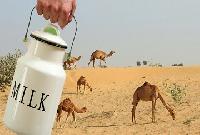 camel milk