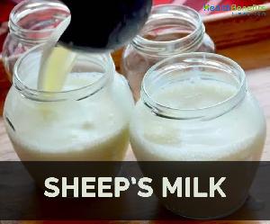 sheep milk