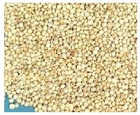 white millet seeds