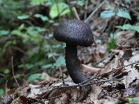 black mushrooms