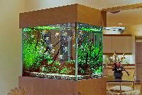 Customize Freshwater Aquarium