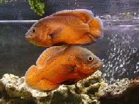 Riger Oscar Breeding Pair Fish