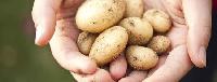 Potato Seed