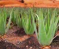 aloe vera farming consultants