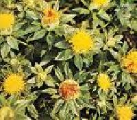 Safflower Oil