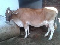 Jersey Cow