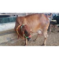 Sahiwal Cow