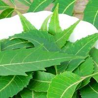 Neem Leaves