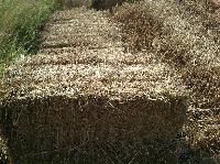 Paddy Straw Bundles ( Vaikol )