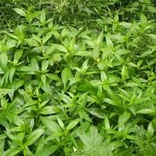 chirata leaves