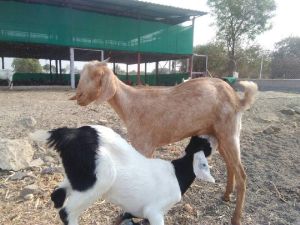 Cross goats