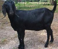 osmanabadi goat