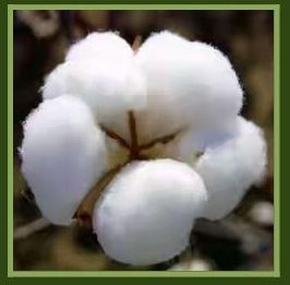 Raw Cotton