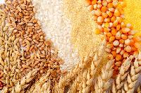 Food Grains