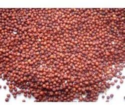 Ragi Seeds