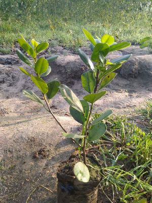 Long Island Ficus Plant