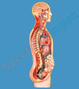 Sympathetic Nervous System Model