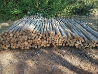 eucalyptus wood poles