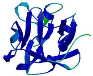 Recombinant Reagents