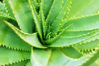 Aloe Vera Leaf